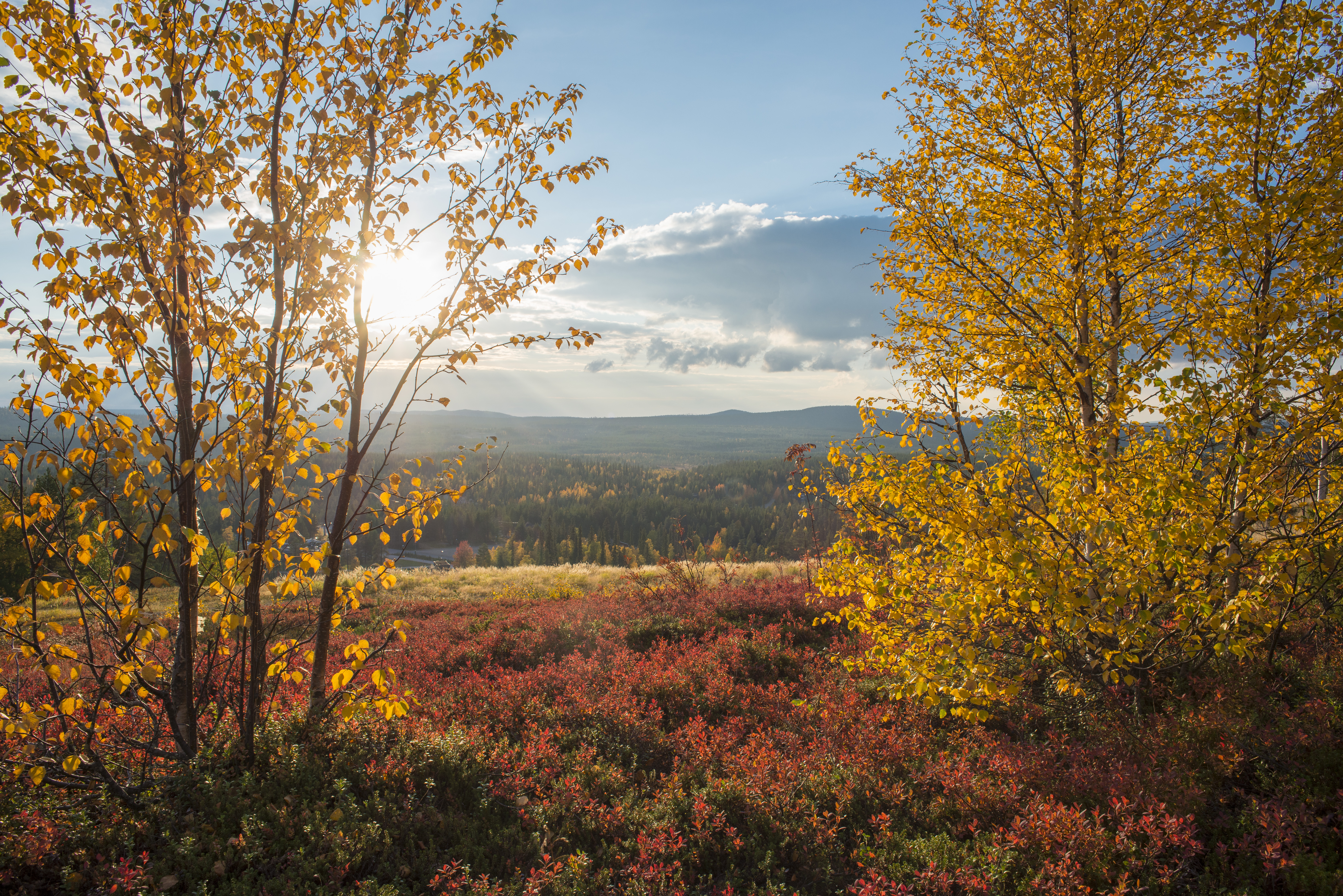 Ruska im Wanderparadies Lappland
